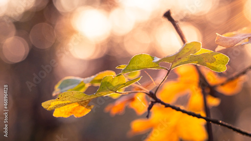 Feuilles d'automne sous les rayons du soleil avec magnifique bokeh en forêt