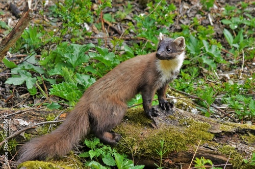 Marte des pins (Martes martes), Neuchâtel, Suisse.