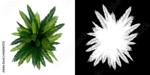 Wallpaper Mural Top view of Plant (Potted Fern 1) Tree white background 3D Rendering Ilustracion 3D	 Torontodigital.ca