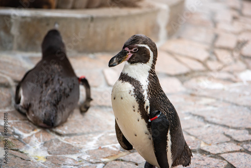 江戸川区自然動物園 フンボルトペンギン
