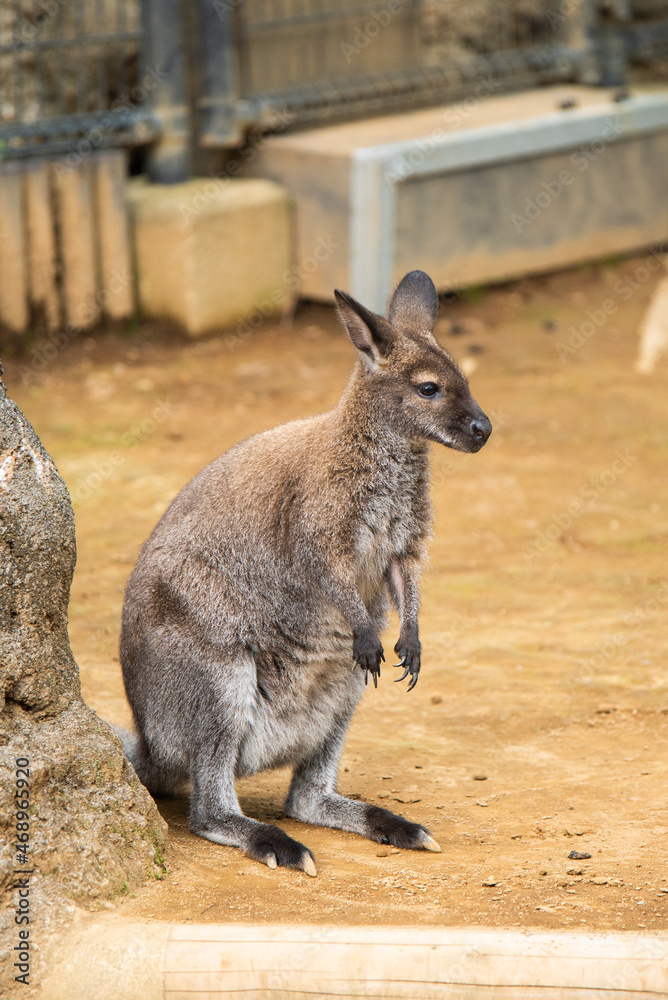 Fototapeta premium 江戸川区自然動物園 ベネットワラビー