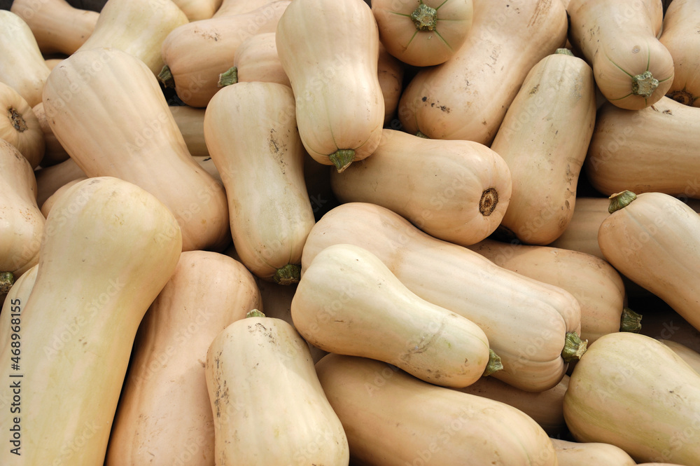 butternut squash pile in farm in harvest season butternut squash pile in farm in harvest season