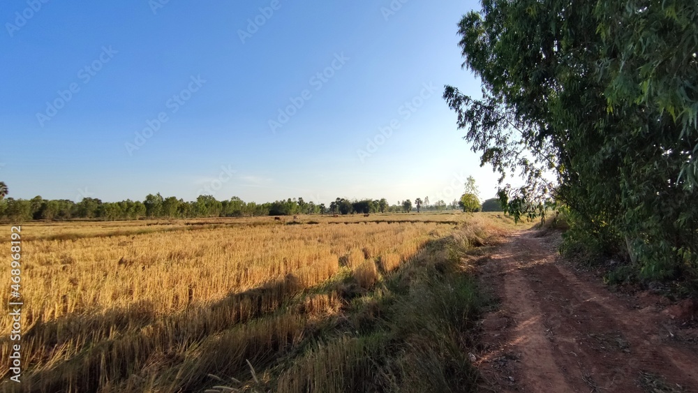 Fields after harvest in Thailand Fields after harvest in Thailand