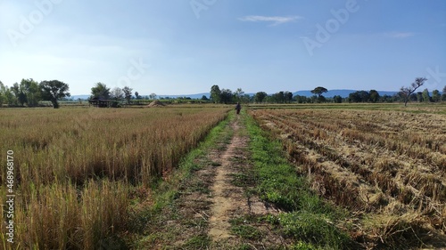 Fields after harvest in Thailand