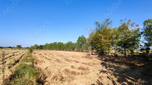 Fields after harvest in Thailand
