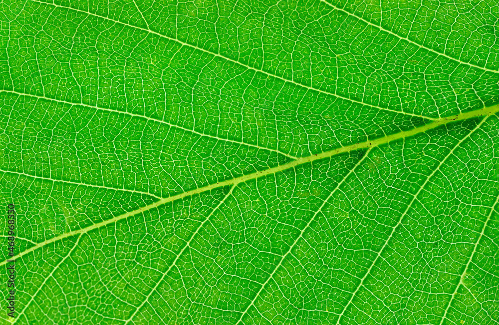 close up on green leaf texture background close up on green leaf texture background