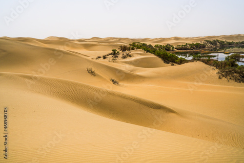 Desert oasis, dune grove center lake