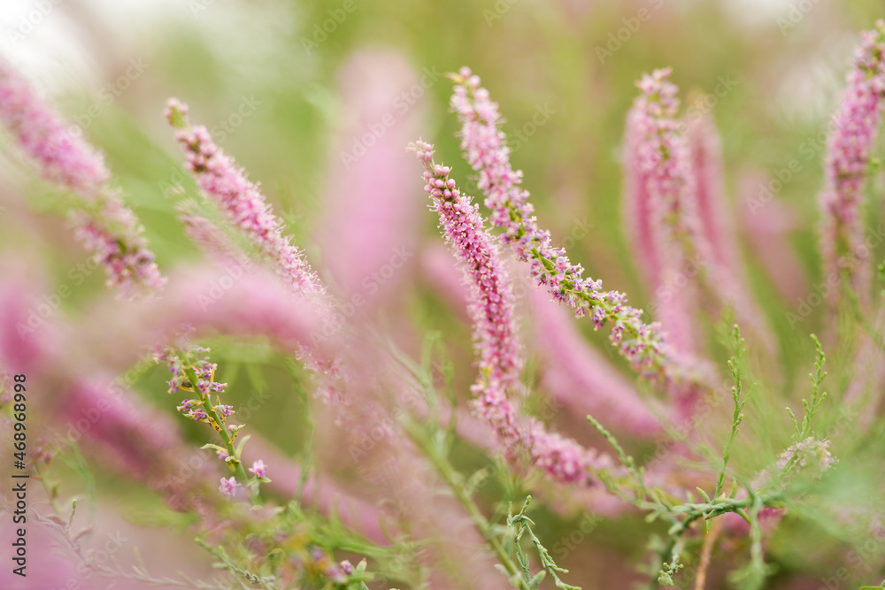 Outdoor plant tamarisk blooming, beautiful pink