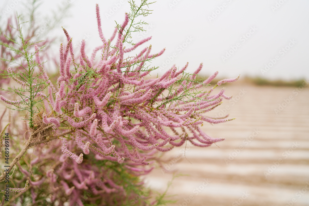 Outdoor plant tamarisk blooming, beautiful pink