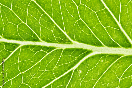 Background of green leaf texture - high resolution
