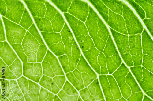 Background of green leaf texture - high resolution