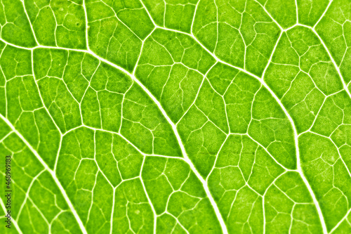 Background of green leaf texture - high resolution