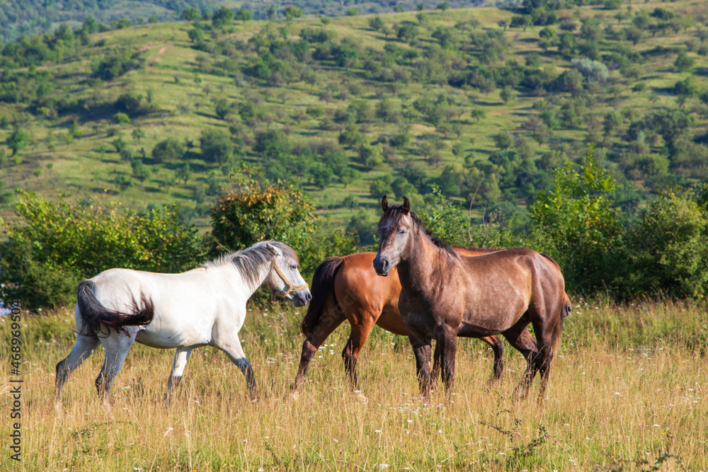 Horses in the pasture Horses in the pasture