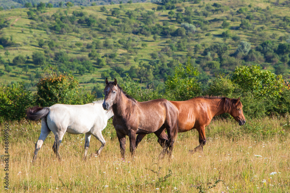 Animals in the pasture