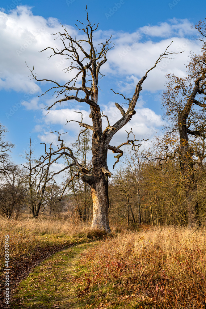 Fototapeta premium Dęby w Rogalinie
