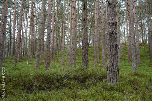 Wallpaper Mural Tall pine tree trunks with green undergrowth  Torontodigital.ca