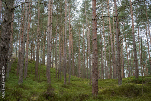 Tall pine tree trunks with green undergrowth 