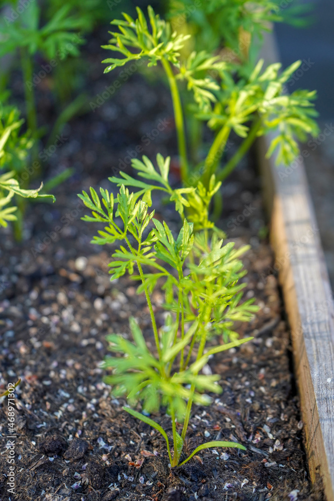 Fresh carrot shoots growing in a trough Fresh carrot shoots growing in a trough