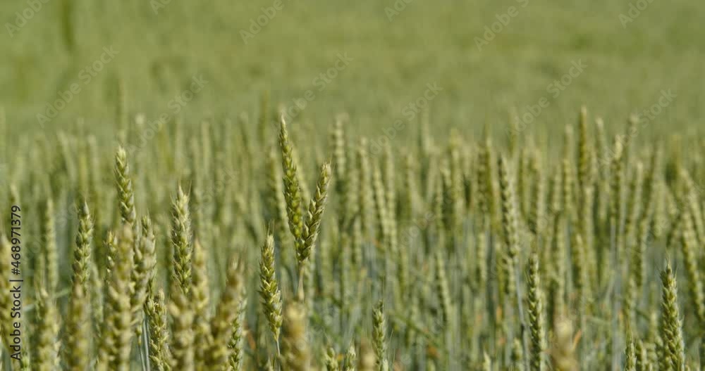 Cereal plant - wheat ears in the field Cereal plant - wheat ears in the field