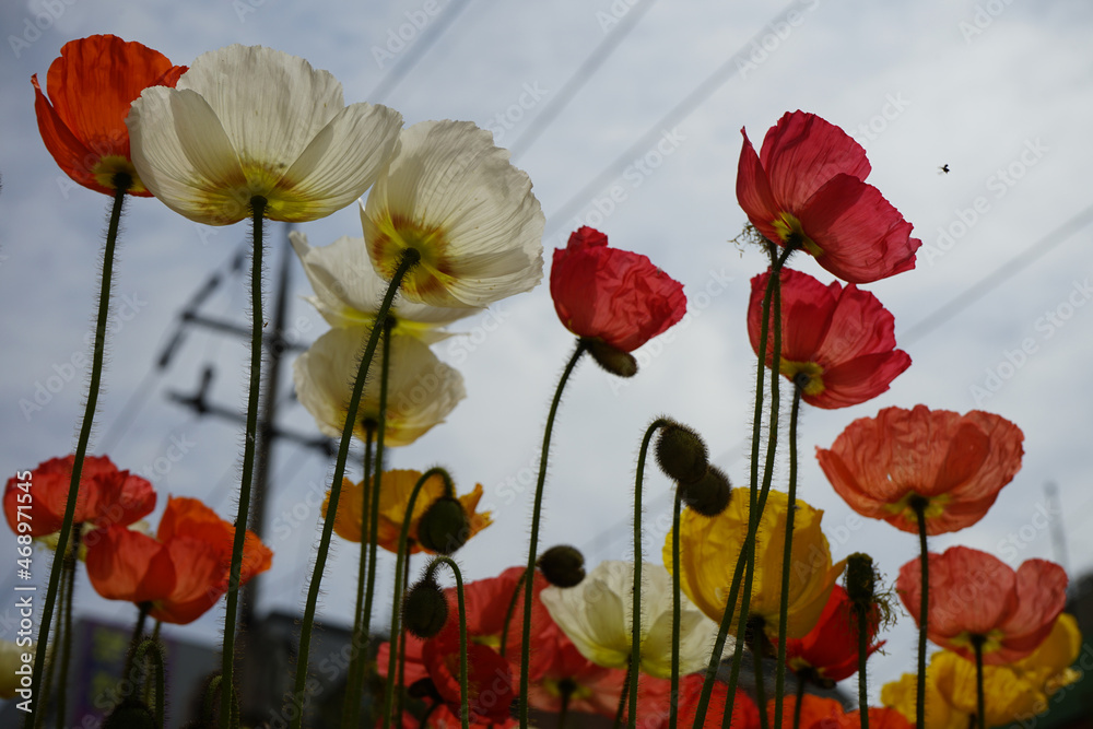 Obraz premium 길가에는 양귀비 꽃이 화사하게 피었습니다.