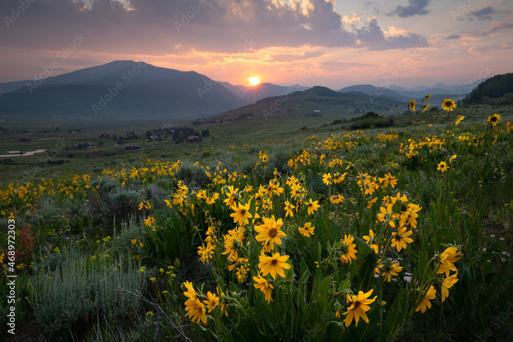 Sunflowers at Sunset