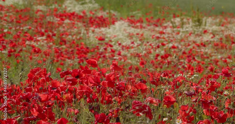 poppy, field, flower, landscape, meadow, ray, green, red, outside, panoramic, sunlight, rural, seasonal, sun, blue, cloud, nature, sky, sunny, background, bloom, blossom, countryside, garden, outdoor, poppy, field, flower, landscape, meadow, ray, green, red, outside, panoramic, sunlight, rural, seasonal, sun, blue, cloud, nature, sky, sunny, background, bloom, blossom, countryside, garden, outdoor,
