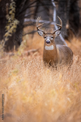 Big Buck in Grass