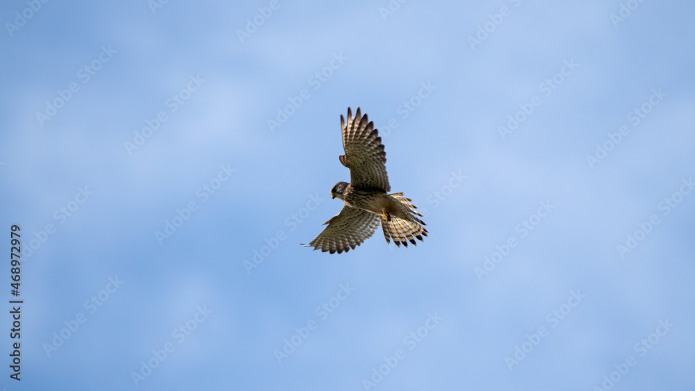 Fototapeta premium kestrel bird of prey in the sky looking for a prey