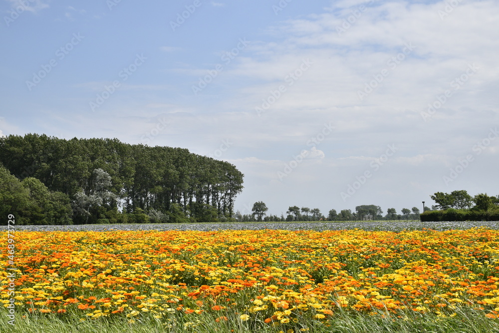 Obraz premium Dutch landscapes