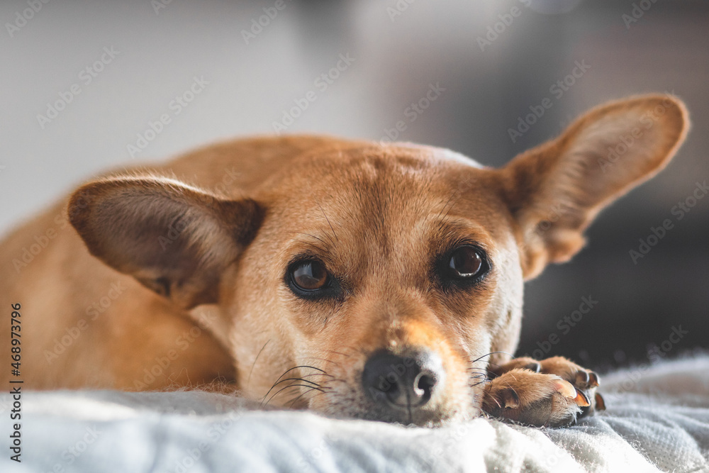 Close-up of sweet mixed-breed dog in a cozy home environment looking at camera and lying down on bed with focus on tender eyes. Shallow depth of field