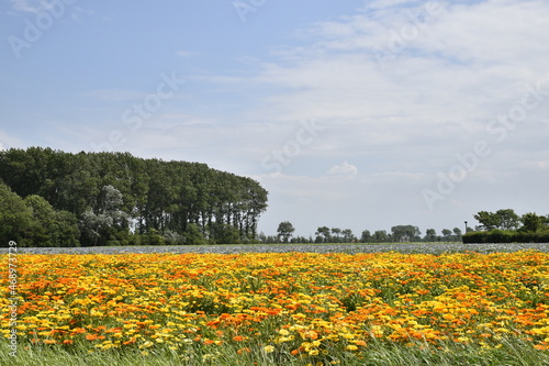 Dutch landscapes