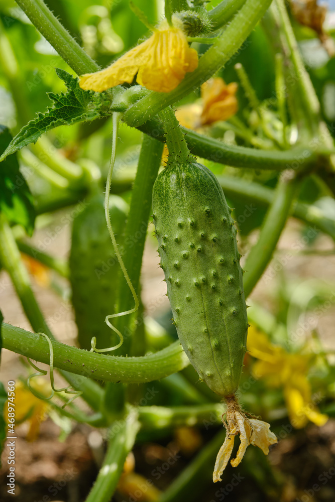 Young fresh cucumber growing on the garden in open ground.  The cultivation of cucumbers in greenhouses. Shallow depth of field