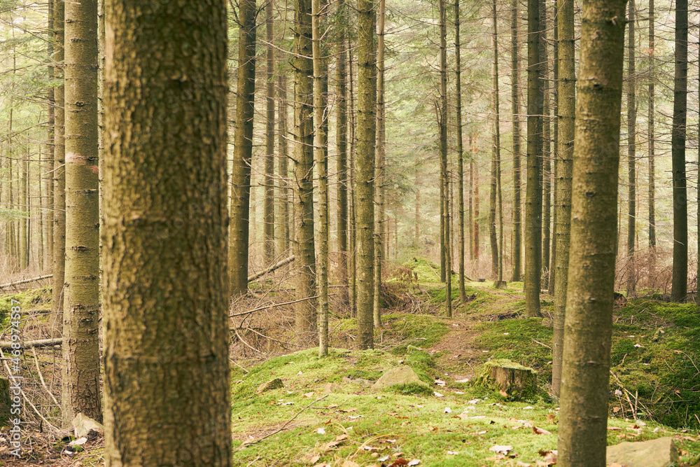 Obraz premium leśna jesienna ścieżka