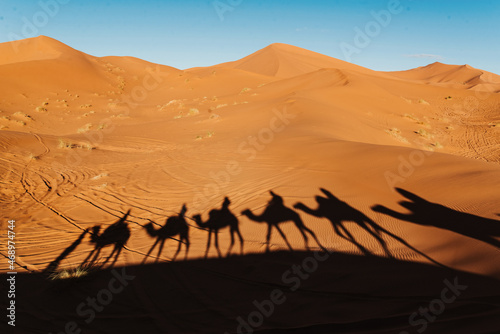 merzouga desert dunes camel shadow