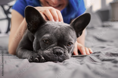 Fototapeta Naklejka Na Ścianę i Meble -  Woman and her french bulldog laying on a bed