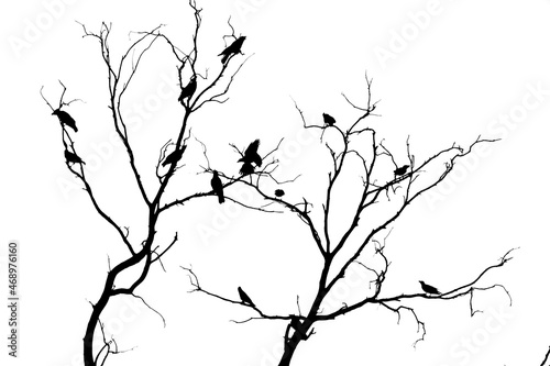 dark silhouettes of birds sitting on bare tree branches isolated on white background, close view