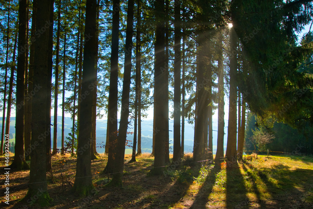 Wälder im schwarzwald im spätherbst Wälder im schwarzwald im spätherbst