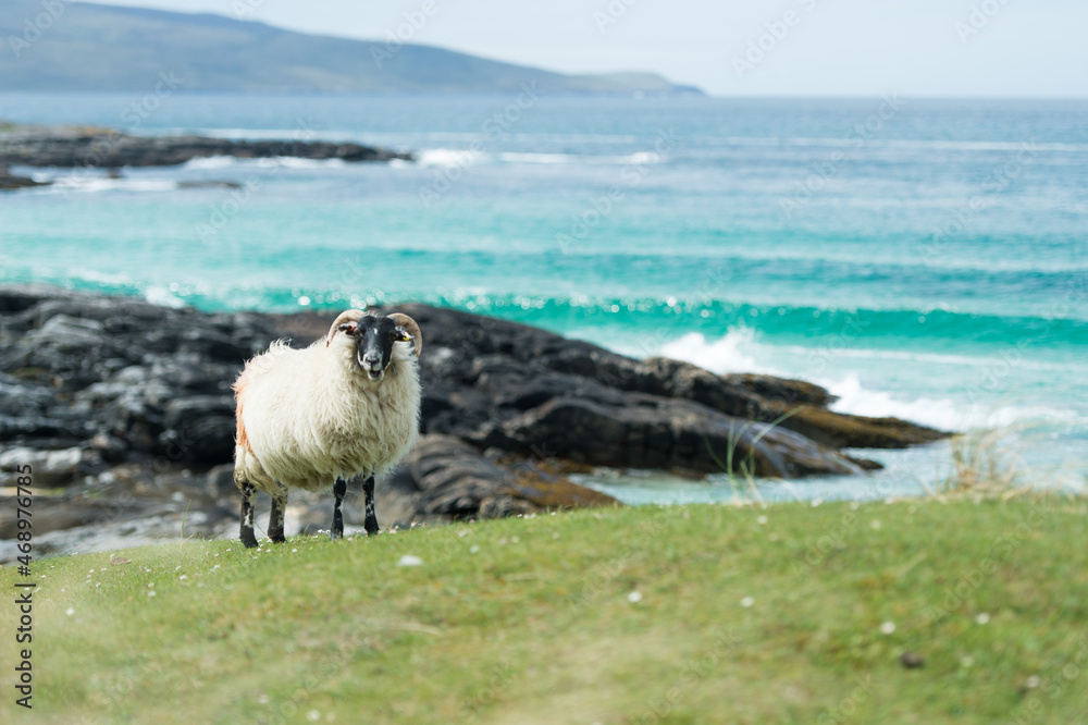 Obraz premium Ram grazing on the coastline in Scotland