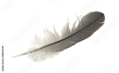 a pigeon feather on a white isolated background