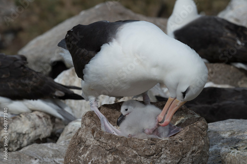 Black browed albatross Saunders Island on the nest.