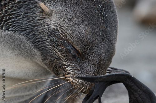 Antarctic fur seal pup close up in grass