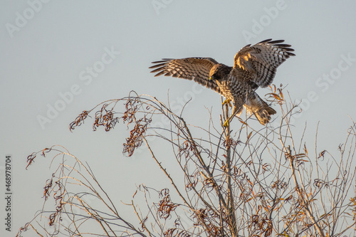 red shoulder hawk landing on tree top
