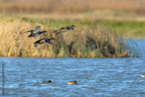 Gadwall ducks flying fast and low over wetlands