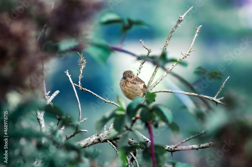 Juvenile stonechat - Angry bird on a branch 