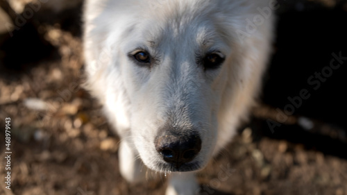 Beautiful Great Pyrenees