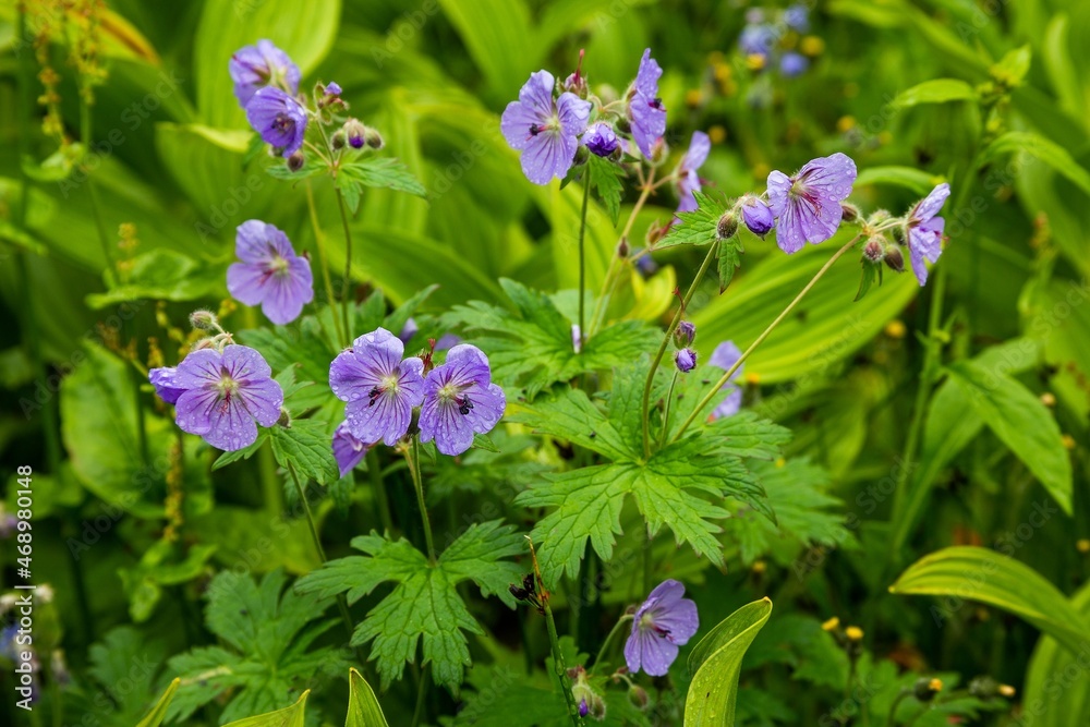 flower of Kamchatka, Russia flower of Kamchatka, Russia