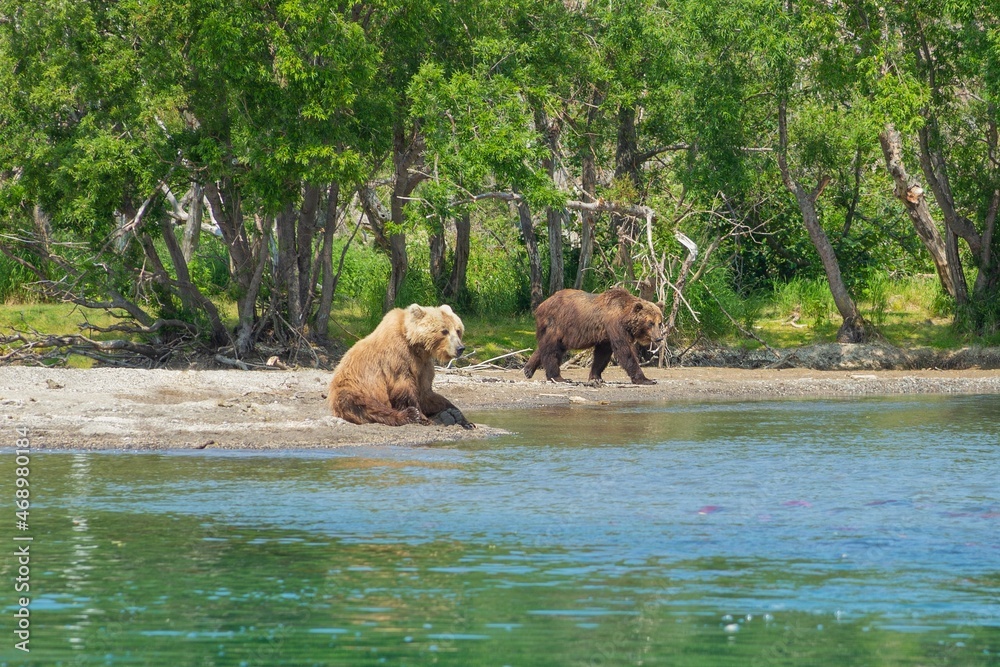 Resting wild bears on the shore of Kurile Lake in Kamchatka, Russia Resting wild bears on the shore of Kurile Lake in Kamchatka, Russia