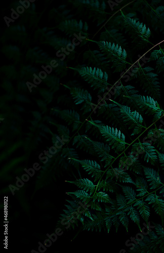 Vertical botanical poster in dark shades with elegant patterns of fern leaves.Tropical plants, botanical design. High quality photo.
