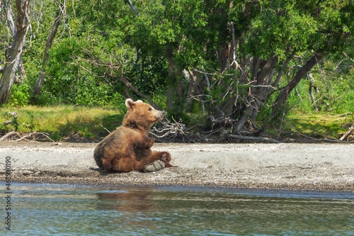 Resting wild bear on the shore of Kurile Lake in Kamchatka, Russia