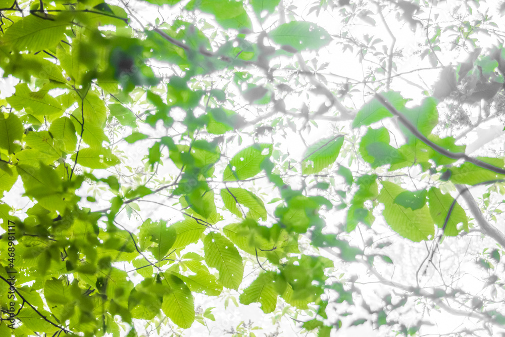 日光が透ける木の葉 日光が透ける木の葉